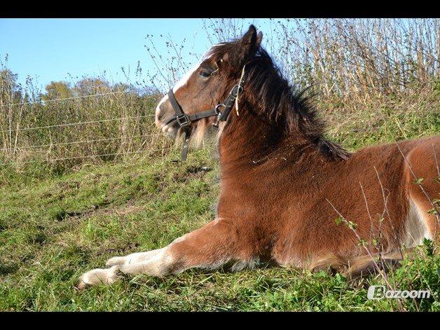 Irish Cob Zooey  billede 5