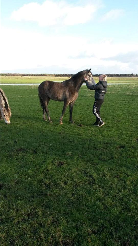 Anden særlig race Pegasus billede 1