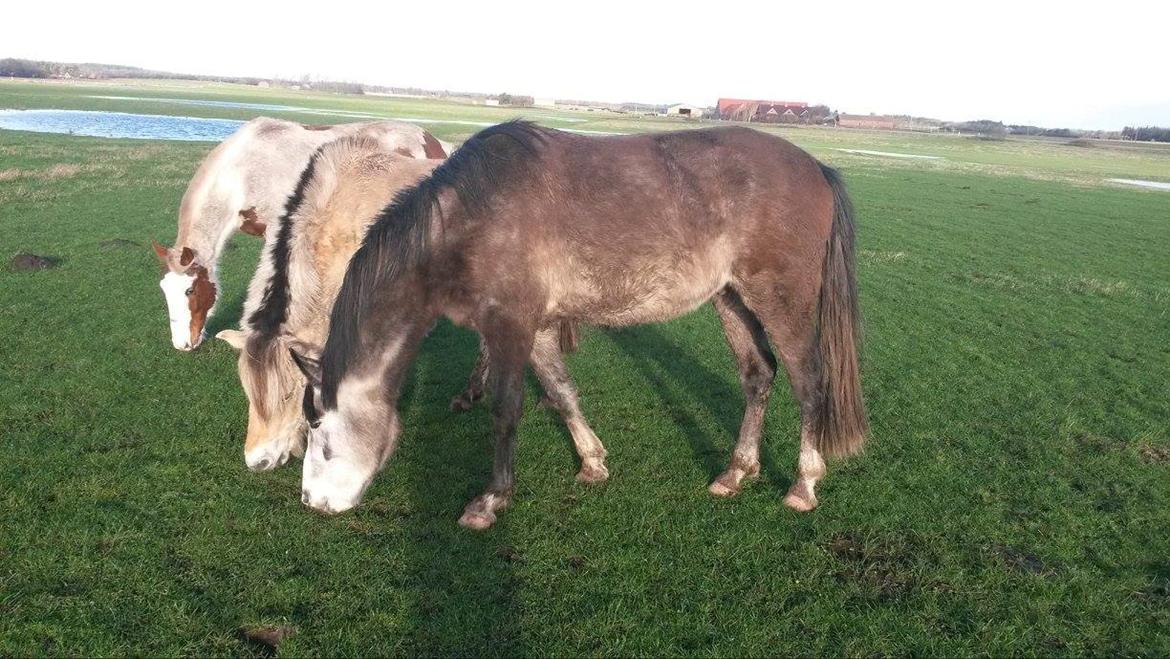 Anden særlig race Pegasus billede 2