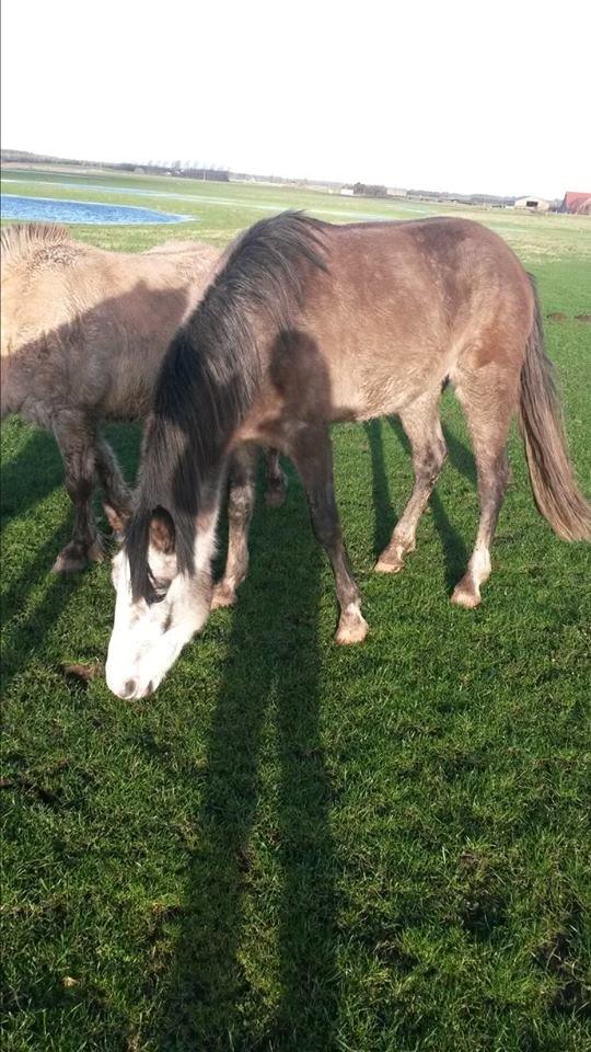 Anden særlig race Pegasus billede 3