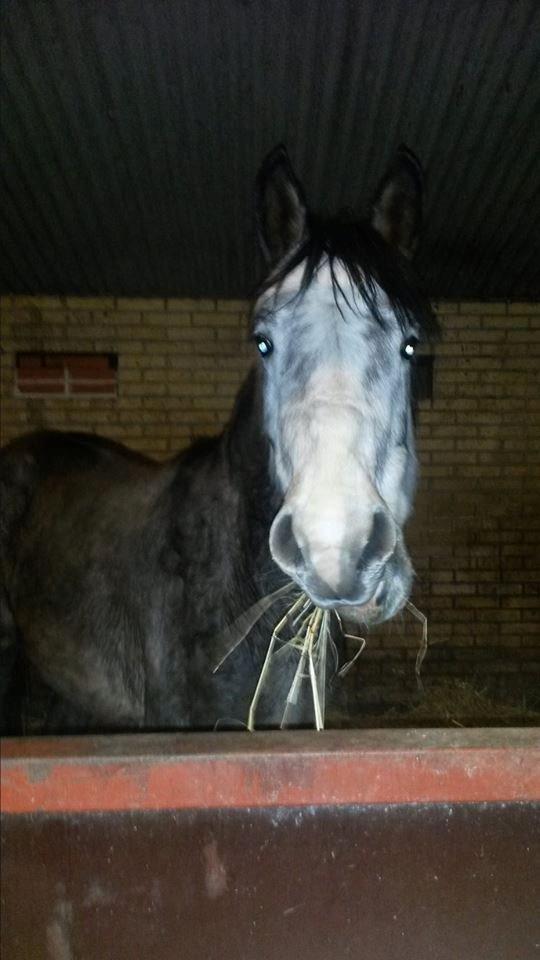 Anden særlig race Pegasus billede 5