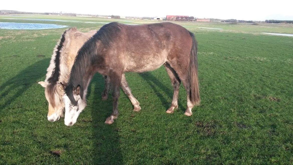 Anden særlig race Pegasus billede 4