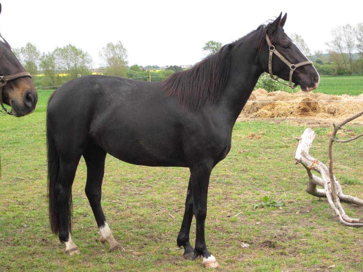Oldenborg Freya Rødegård billede 1
