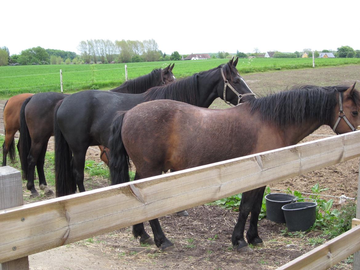 Oldenborg Freya Rødegård billede 2