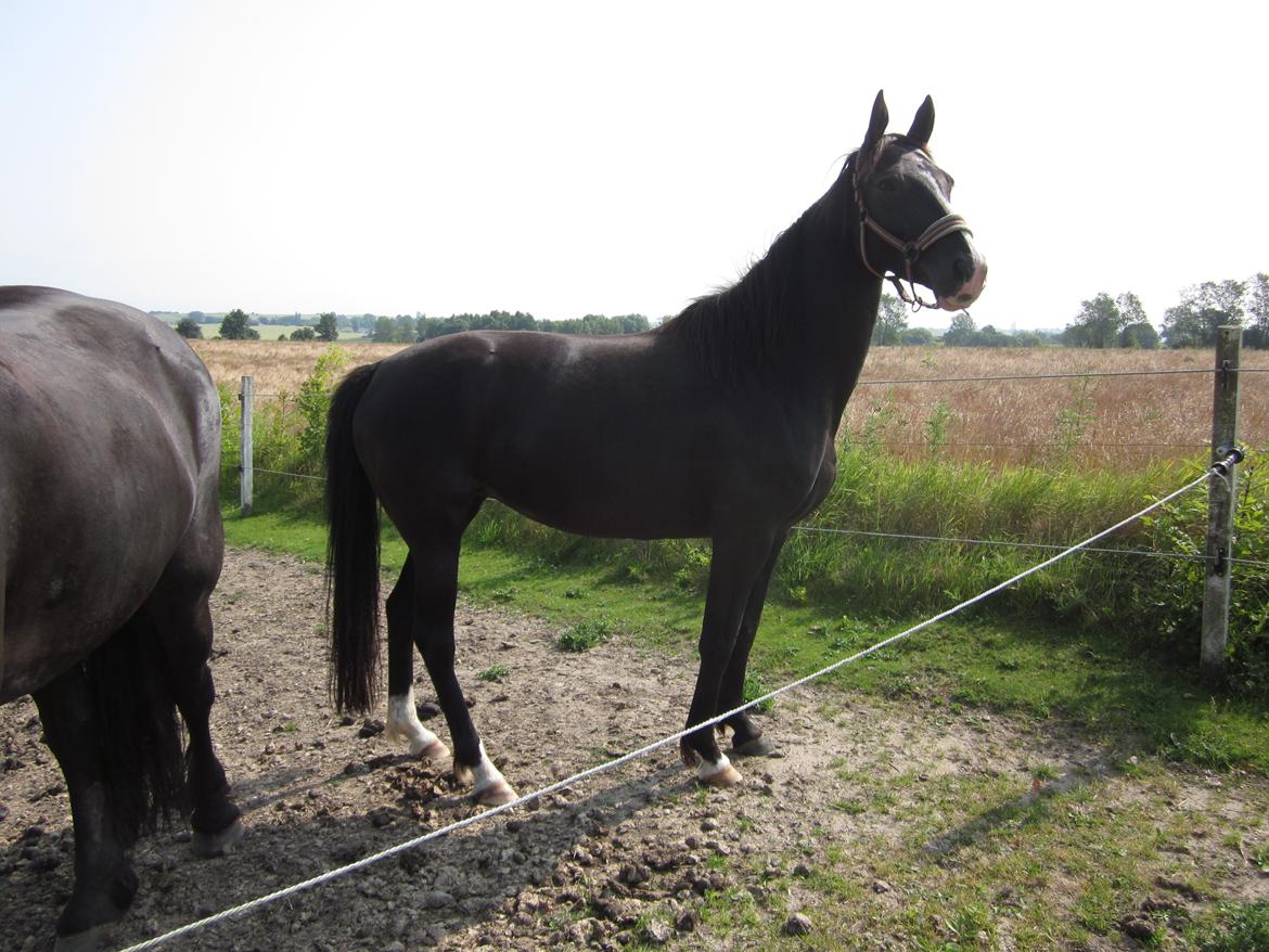 Oldenborg Freya Rødegård billede 5