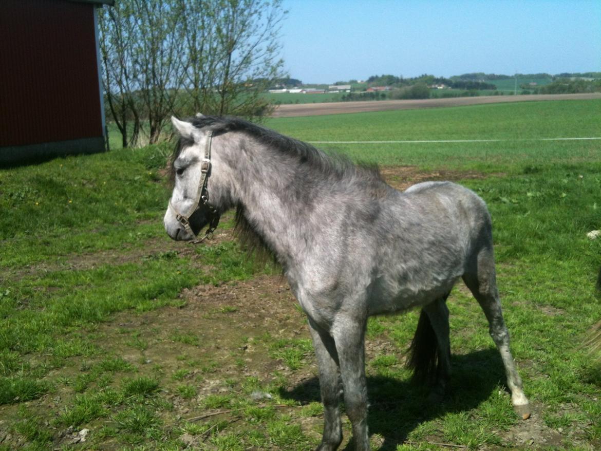 Dartmoor Innis rudolf billede 7