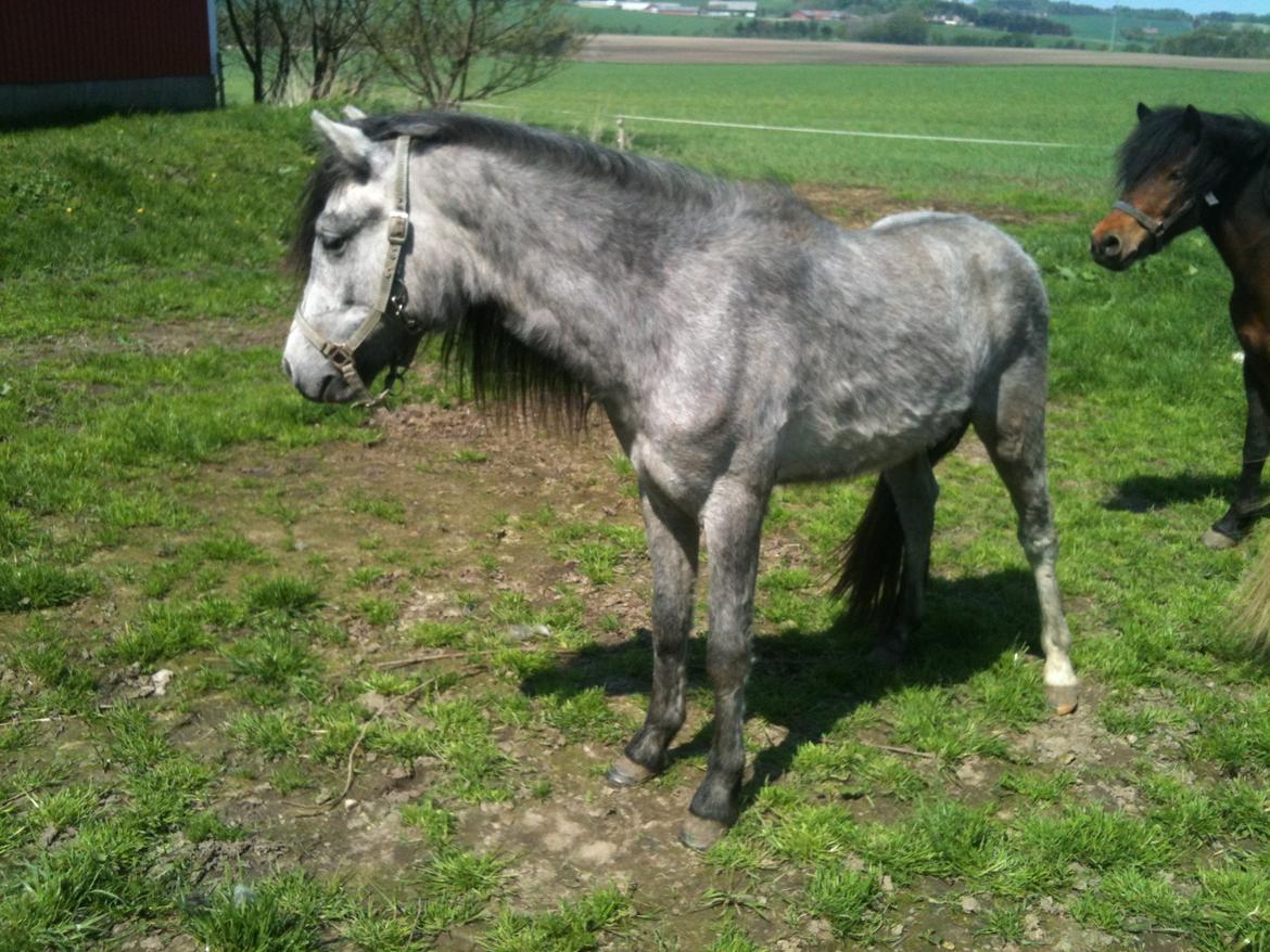 Dartmoor Innis rudolf billede 8