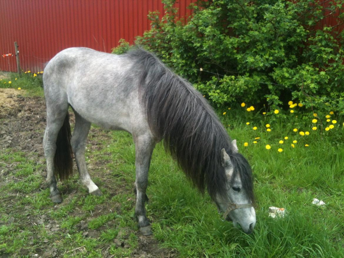 Dartmoor Innis rudolf billede 9