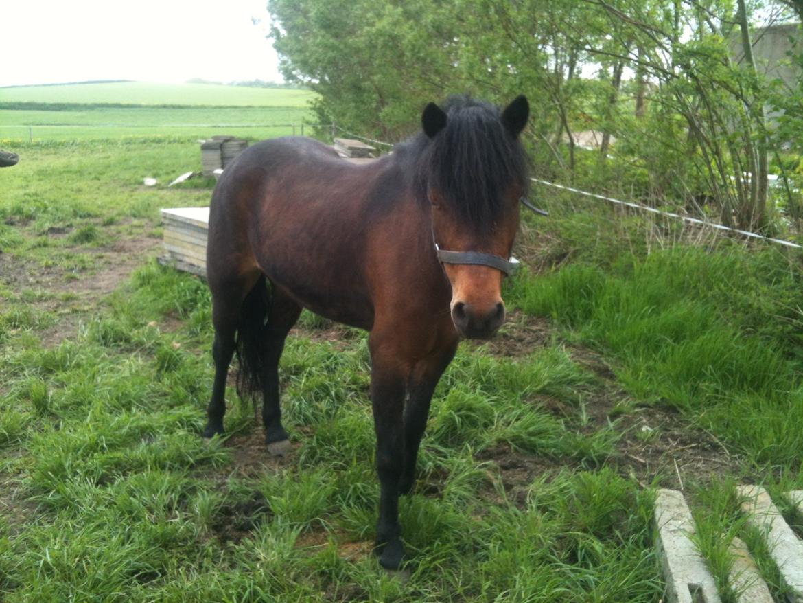 Dartmoor Innis ofelia billede 17