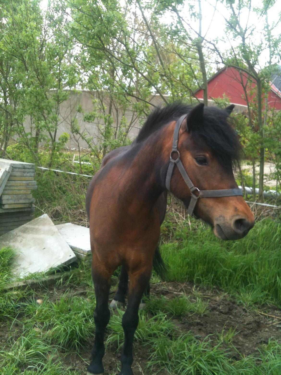 Dartmoor Innis ofelia billede 18