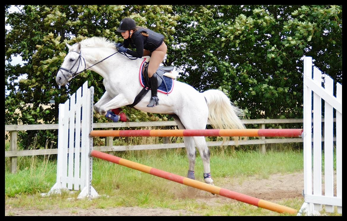 Dansk Varmblod Abdallah *STJERNEN* - Velkommen til Abdallah profil :) billede 1