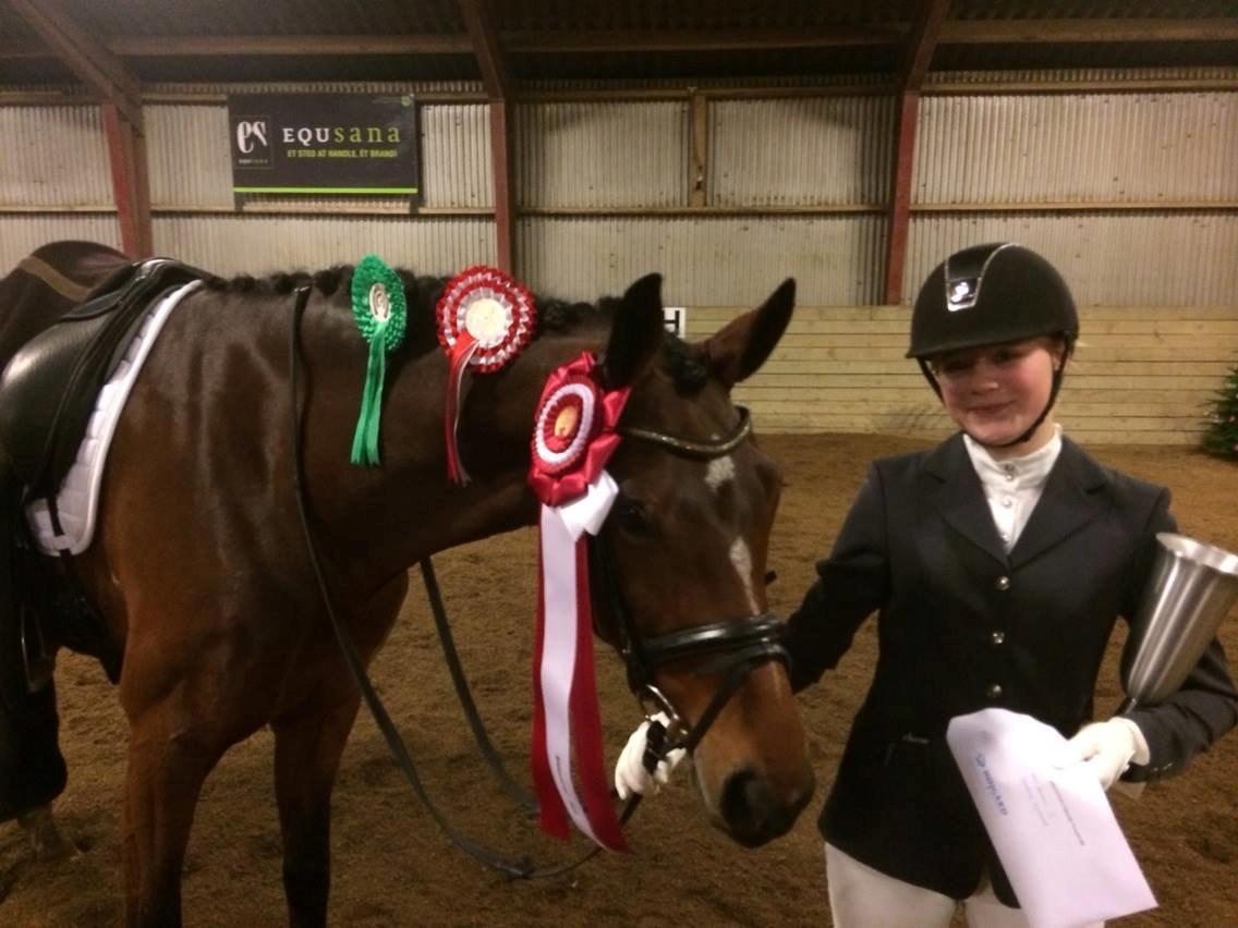 Dansk Varmblod Gørklintgårds Kokopelli billede 2