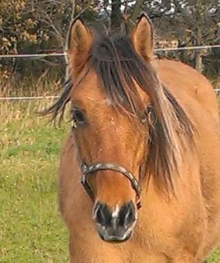 Anden særlig race Cody . billede 8