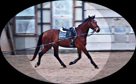 Frederiksborg Nytoftgaards Anastacia billede 6