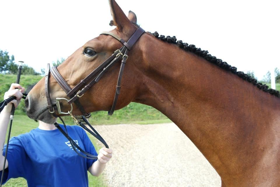 Frederiksborg Nytoftgaards Anastacia - til bedømmelse billede 16
