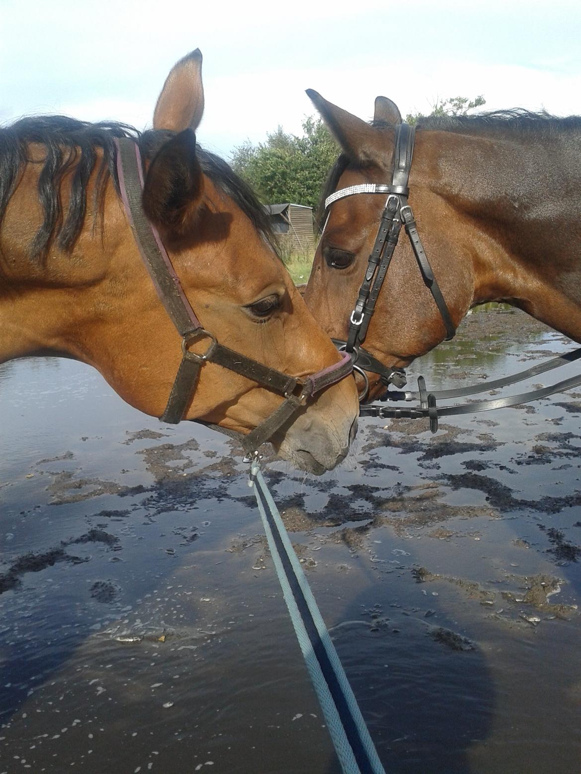 Anden særlig race Santina - Santina og Just Kidding (2013) billede 25