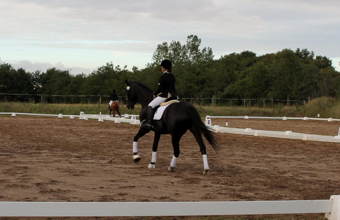 Dansk Varmblod Giza - LA2 i 2013 billede 1