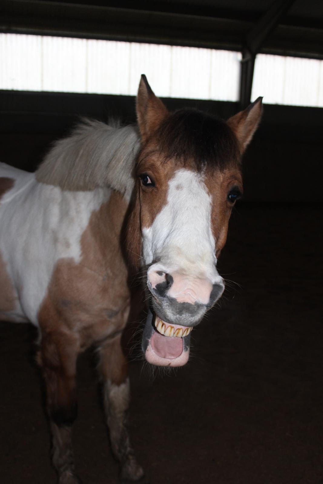 Pinto Stald poppels Hollywood Holy-man R.I.P MIN ENGEL billede 18
