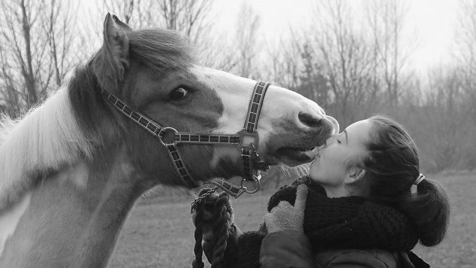 Pinto Stald poppels Hollywood Holy-man R.I.P MIN ENGEL - verdens dejligste pony evigt gemt i mit hjerte <3 billede 19