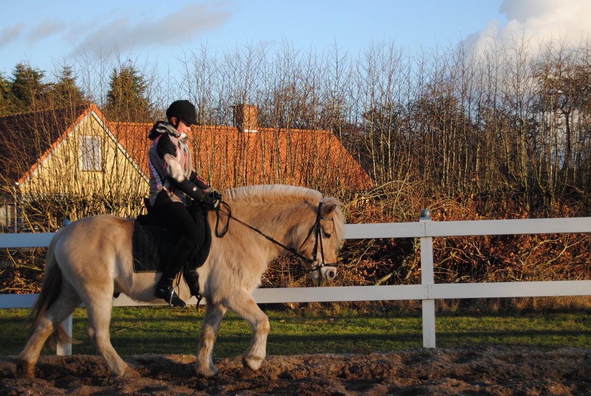 Fjordhest Leo billede 1