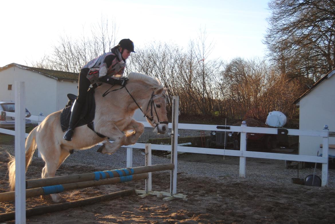 Fjordhest Leo billede 2