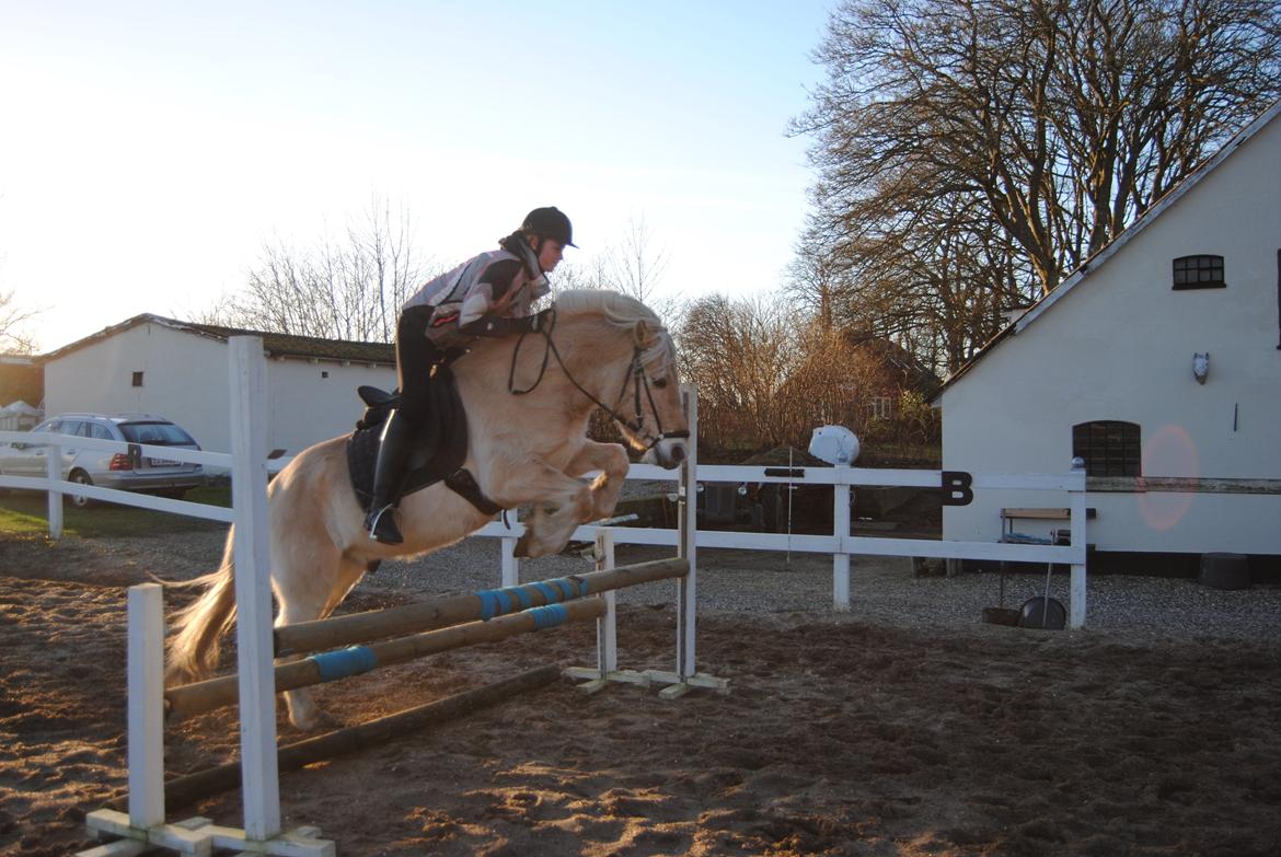 Fjordhest Leo billede 3