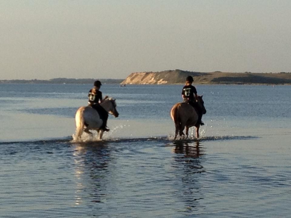 Fjordhest Leo billede 4