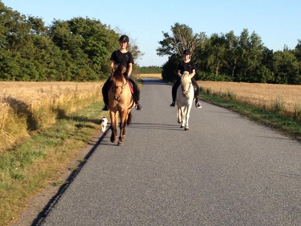 Fjordhest Leo billede 5