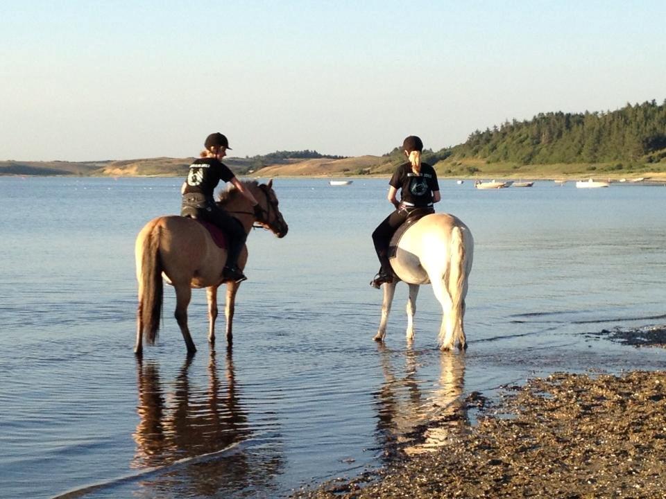 Fjordhest Leo billede 6