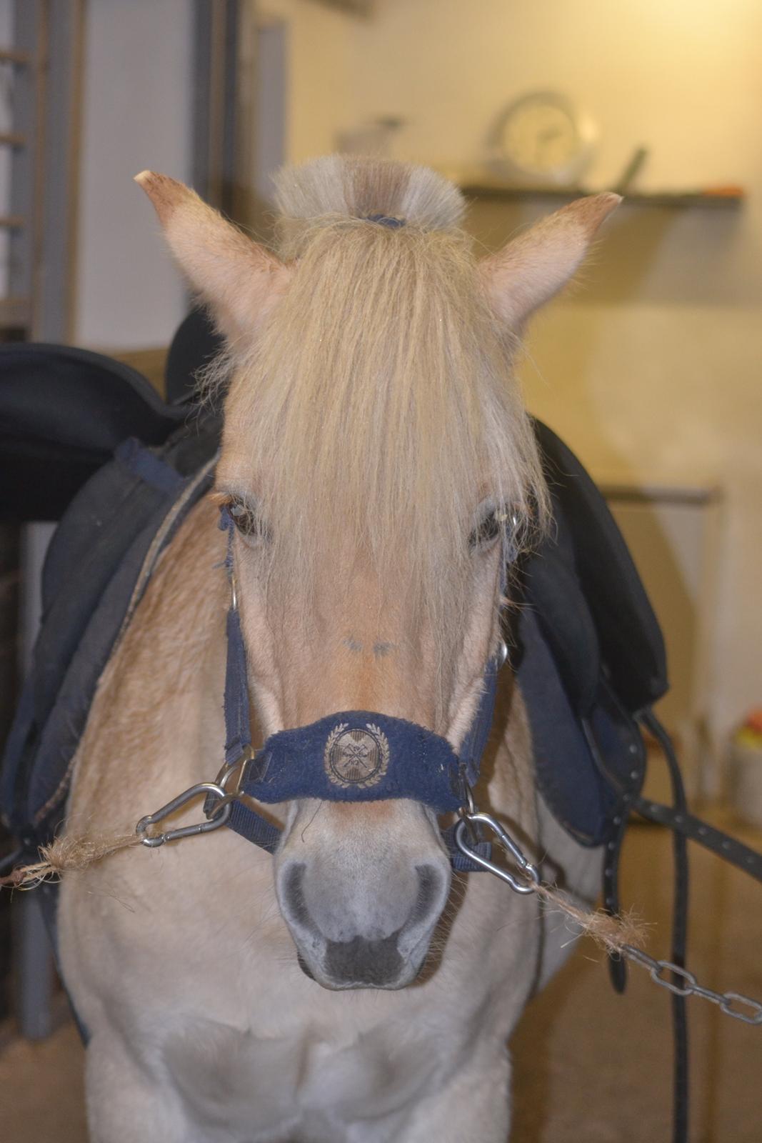 Fjordhest Leo billede 7