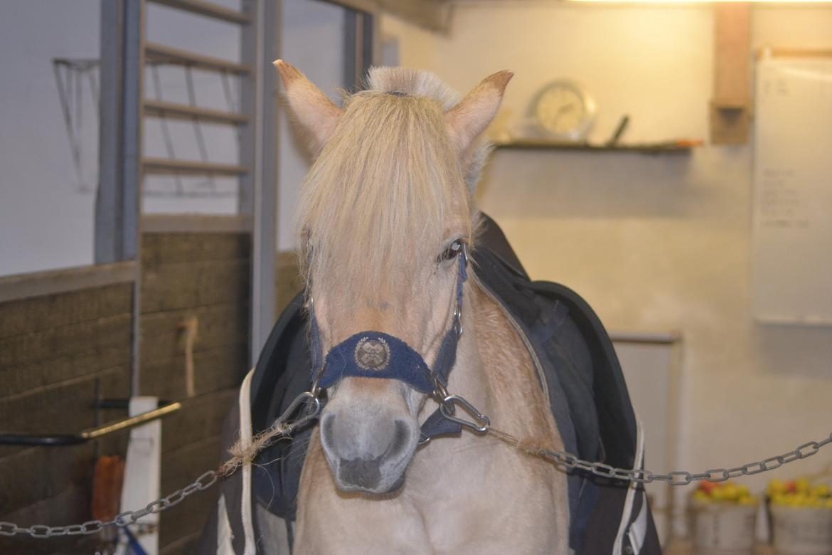 Fjordhest Leo billede 8