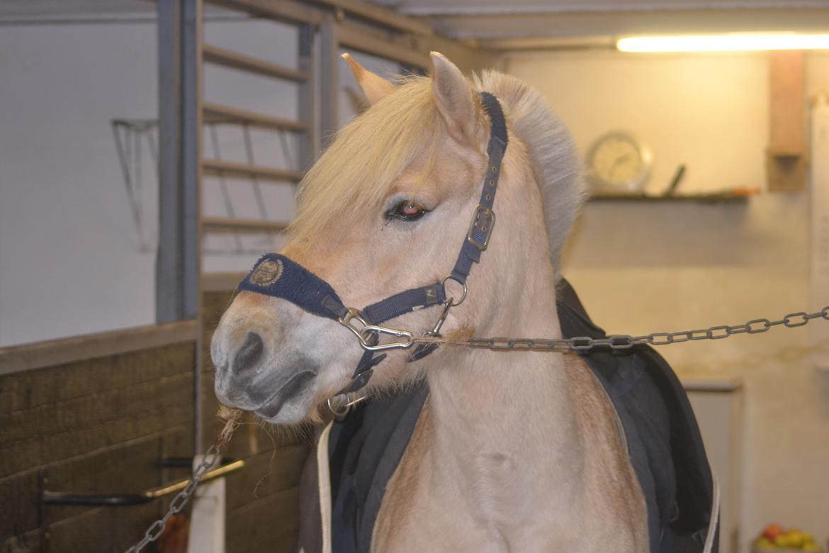 Fjordhest Leo billede 9