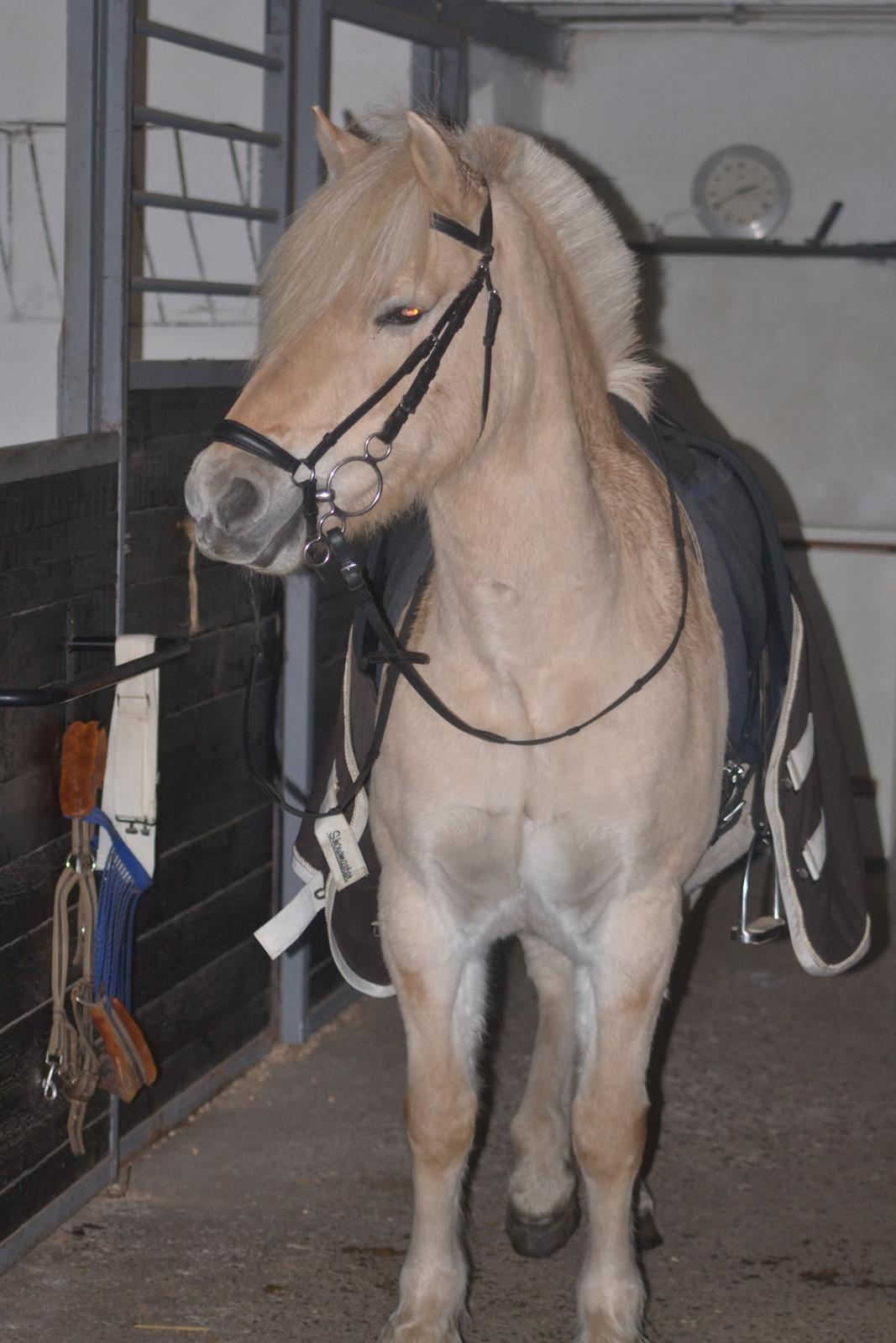 Fjordhest Leo billede 10