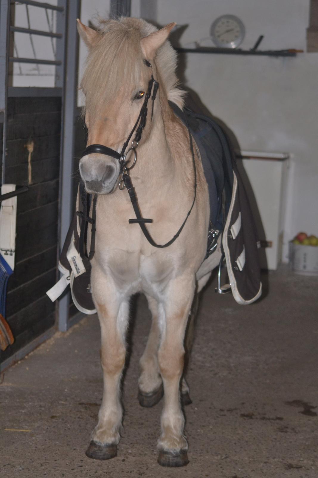 Fjordhest Leo billede 11