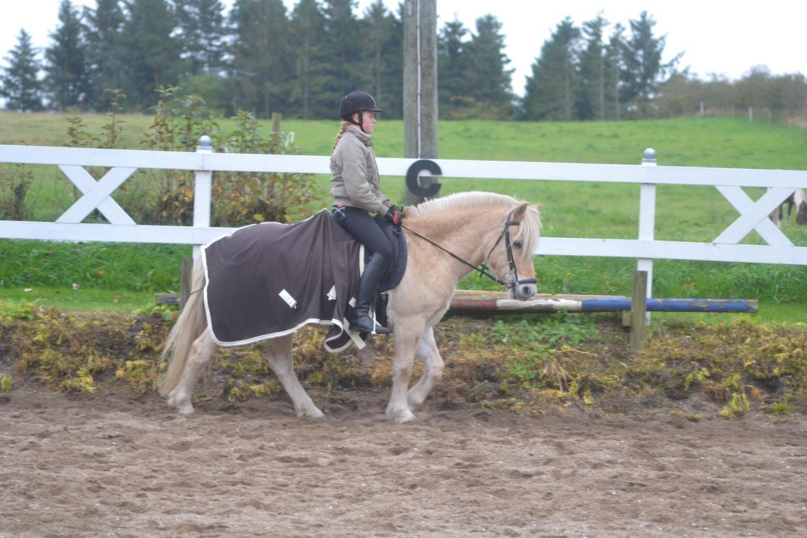 Fjordhest Leo billede 12