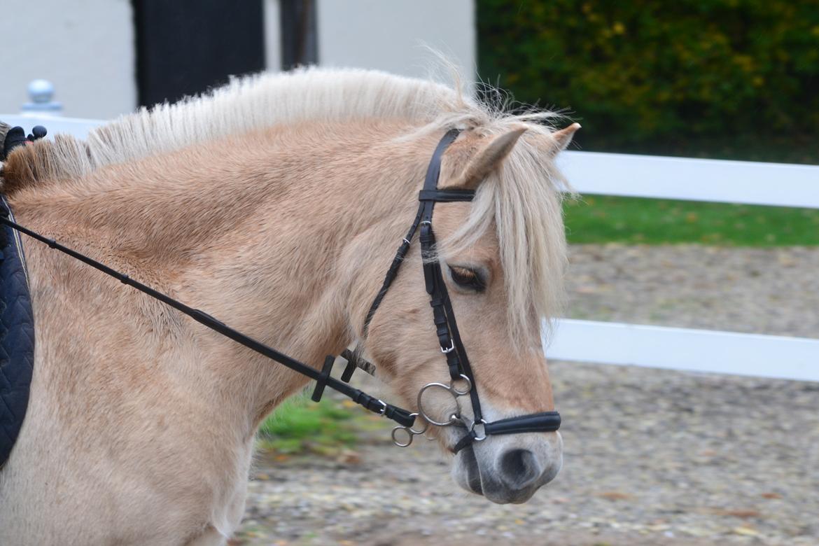 Fjordhest Leo billede 13