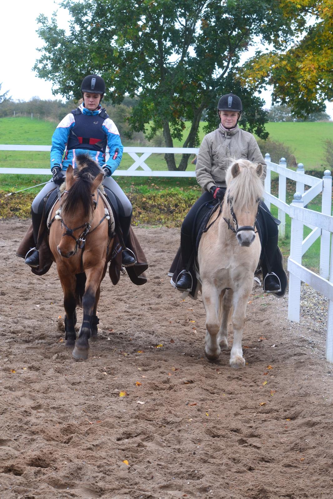 Fjordhest Leo billede 14