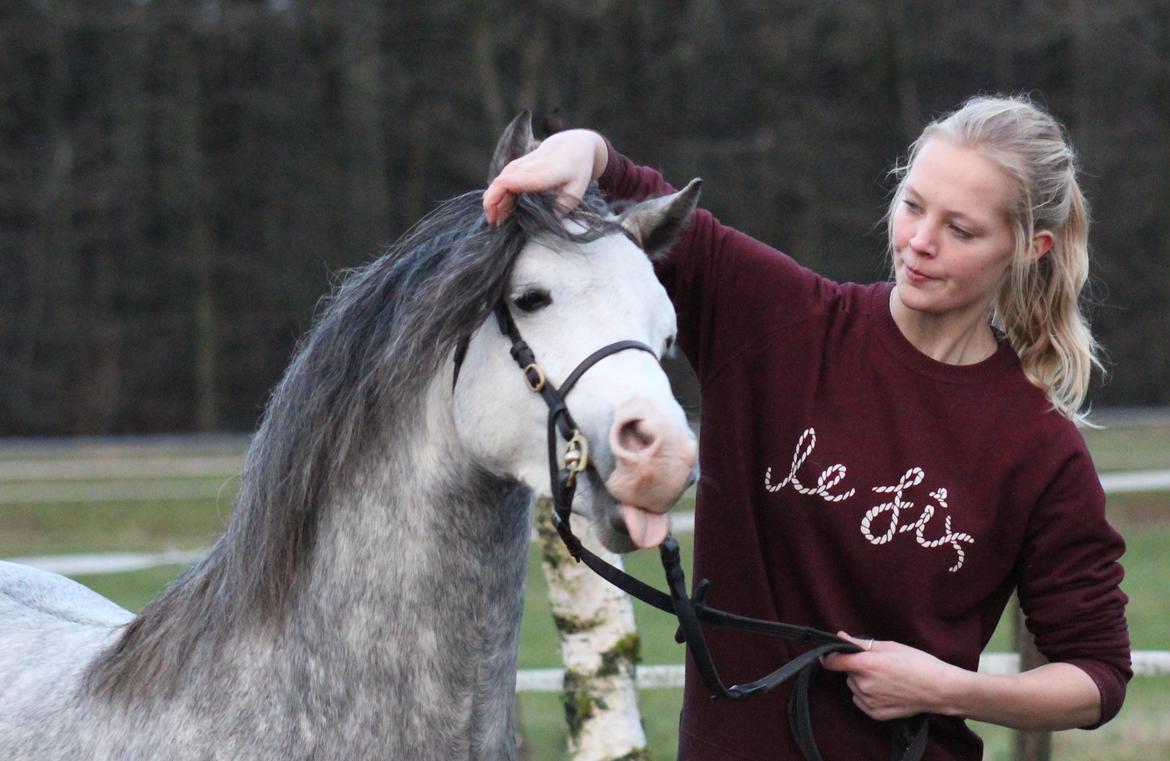 Welsh Pony (sec B) Bjerregårds Sonny Boy - tjaa :b  billede 11
