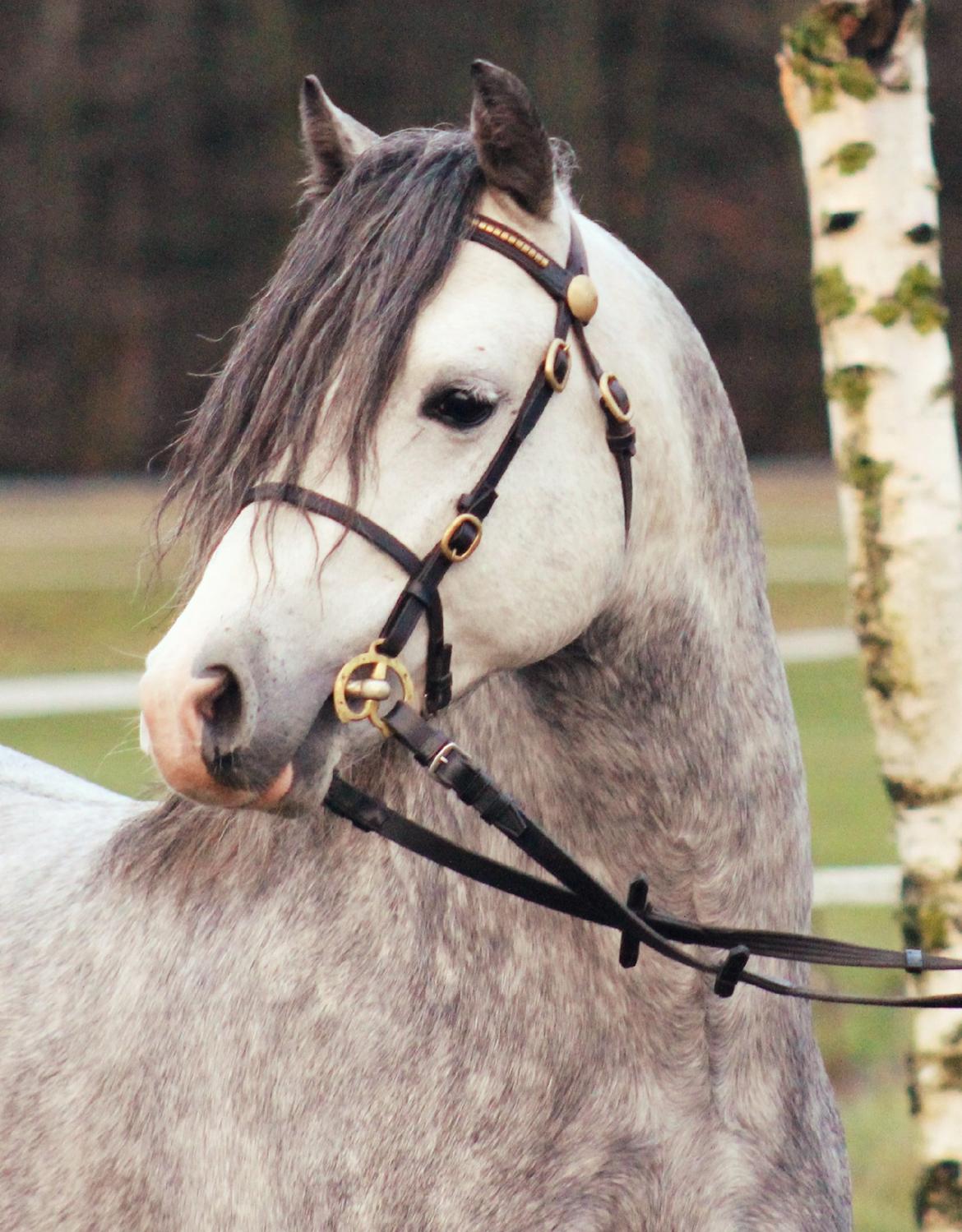 Welsh Pony (sec B) Bjerregårds Sonny Boy billede 4
