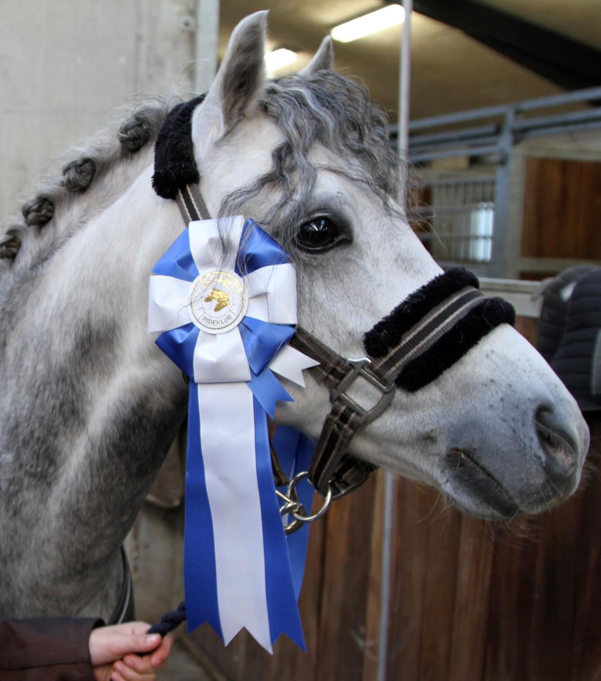 Welsh Pony (sec B) Clausholm Lord Joker Danmarksmester kat III 2015 - C-Stævne Nr. Aaby 2014. LA1 72,5% og LA4 69,6% billede 8