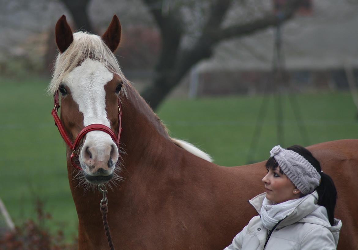 Welsh Cob (sec D) Roxette Royal - fotograf: Jan. 14. Camilla Melander.  billede 16