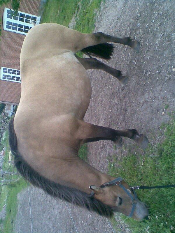 Anden særlig race Scully (Sally) billede 2