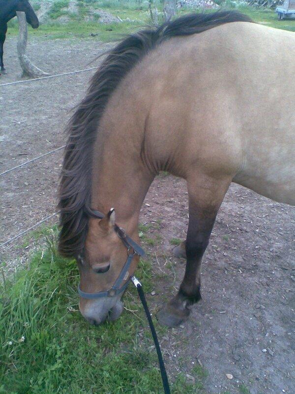 Anden særlig race Scully (Sally) billede 1