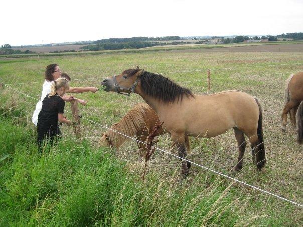 Anden særlig race Scully (Sally) billede 4