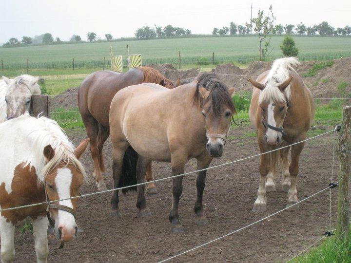 Anden særlig race Scully (Sally) billede 5