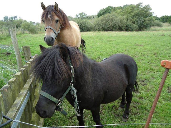 Anden særlig race Scully (Sally) - Sally og Samson billede 6