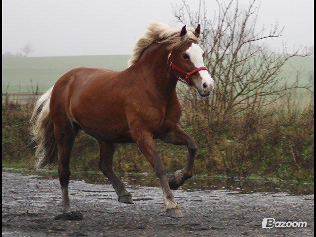 Welsh Cob (sec D) Roxette Royal - fotograf: Jan. 14. Camilla Melander.  billede 17