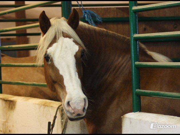 Welsh Cob (sec D) Roxette Royal - fotograf: Jan. 14. Camilla Melander.  billede 15