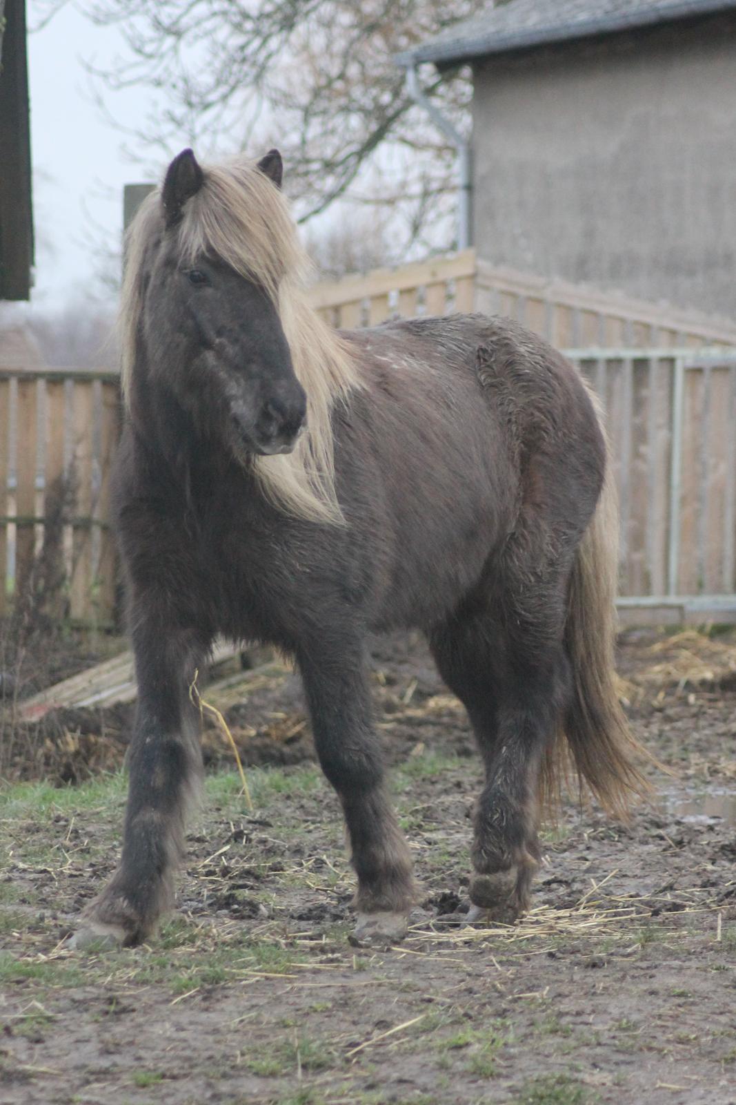 Islænder Jessi (Isle) billede 19