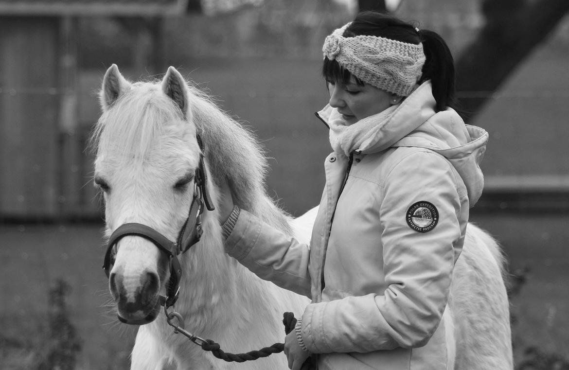 Welsh Mountain (sec A) Søndergaards scarlet - fotograf: Jan. 14. Camilla Melander.  billede 23